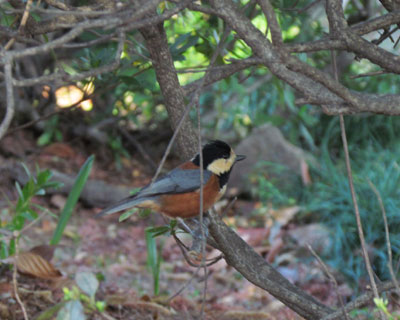 �^����ʂ��Ă������Ȃ����}�K��