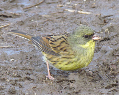 ���N�̃A�I�W���߂�����