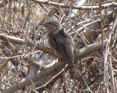 �������n�������A���X�C