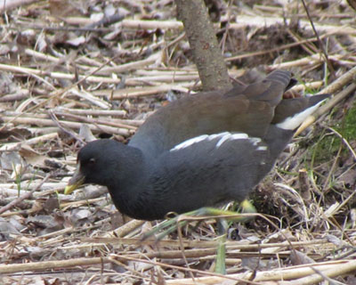 �؂��Ȃ��Q