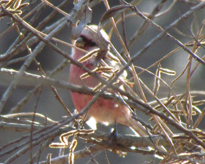 ���N�͂����Ƃ����Ȃ������x�j�}�V�R