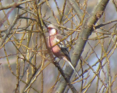 ����Ȃ̂����Ȃ�