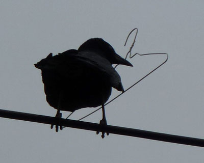 �������̓{�\�����ۂ�����