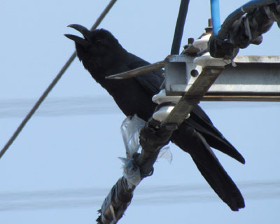 �������ȃu�g�����