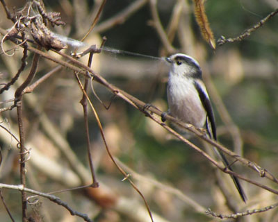 ���ނ̒��B