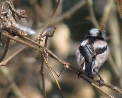 ���p�̓{�P�Ȃ����܂�