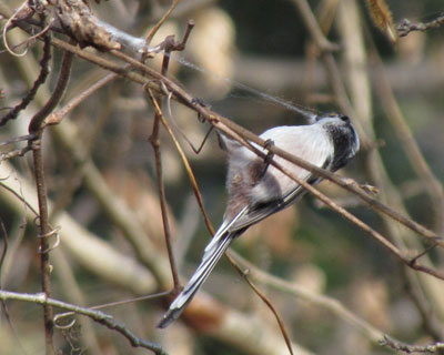 �Ȃ񂩂����K��