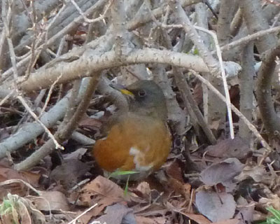 �Ŋ��̃A�J�n��