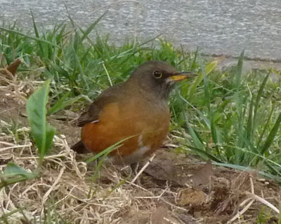 �l�ʂ肪�����̂ɂ���΂��Ă�