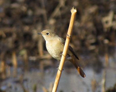 ���̓W���r�q