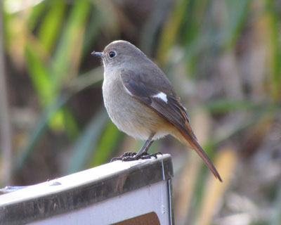 �Ŕ���D��