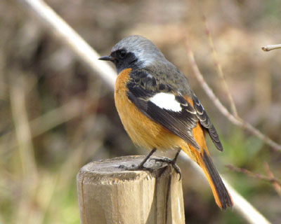 ���N�͂����Ԃ������W���r��