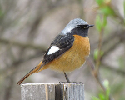 �܂����Ǝv�������A�S���ɂ������W���r��