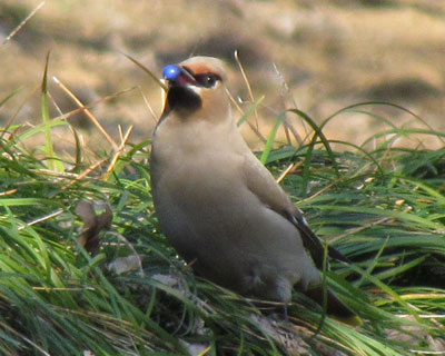 ���̗���������炵��