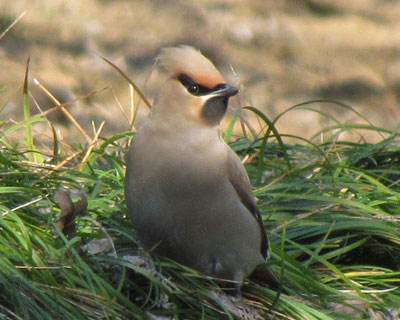 ���H���Ȃ���΃V�����ۂ�