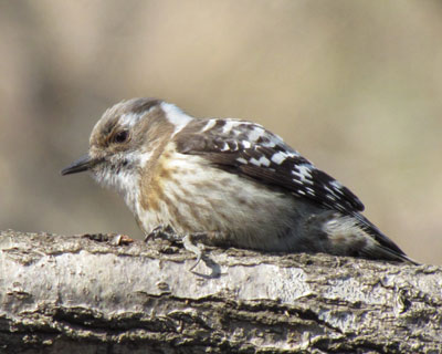 �炪�^���ȃR�Q��