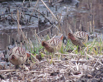 ���������̂�