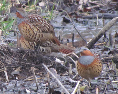 ��������l�O��������Ă��܂����R�W���P�C