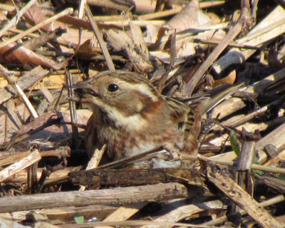 �I�I�W�������݂����̂����܂��Ă�