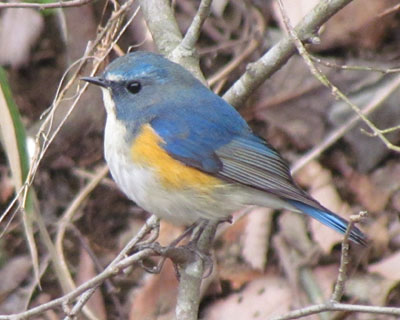 ���ɗ��������Ă�������