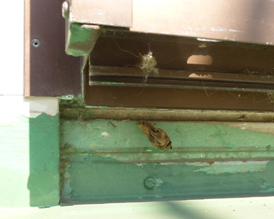 �x�����_�̃T�b�V�̉��̂킸���Ȍ��ԂɃT�i�M�k��