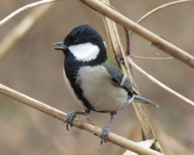 ���̃f�J���V�W���E�J��