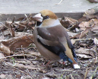 �Ǝv�������ǁA������Ɩ��������V��