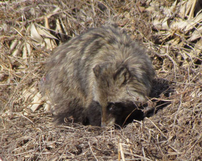 �^�k���񔭌�