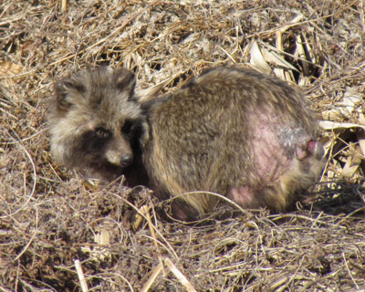 ��͂��킢�����ǁA�ѕ��݂Ƃ��K����