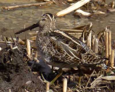 �ڂ������������^�V�M