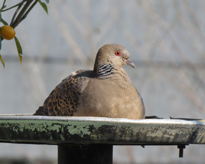 �a��őԓx���f�J������L�W�o�g