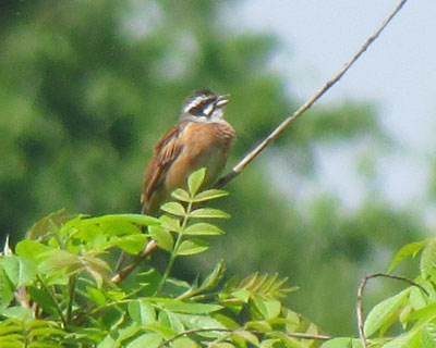 �z�I�W�������n�߂�Ƃ������^�C�v