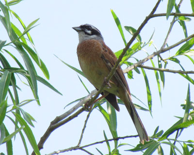 ���͂��ꂢ�����ǁA�o���G�[�V�����͏��Ȃ�