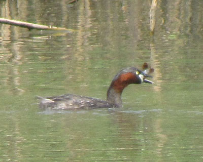 ����߂����J�C�c�u��