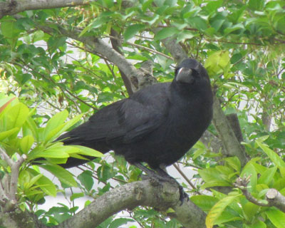 �J���X�͂����������肪�[��