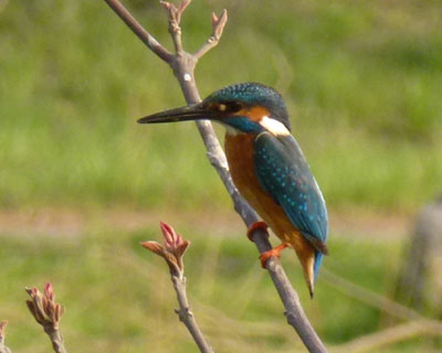 �V���r�̃J���Z�~