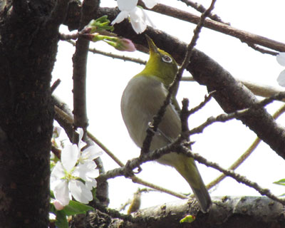 �̂��炩��