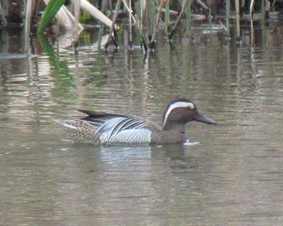 �n�������ǒ������J��