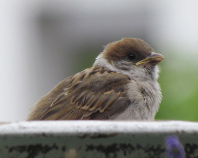 �X�Y�������