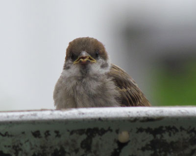 �ǂ�Ȃɂ����ς����Ă�