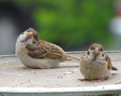 �オ�C�ɂȂ�