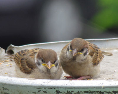 ���͂���C�ɂȂ�