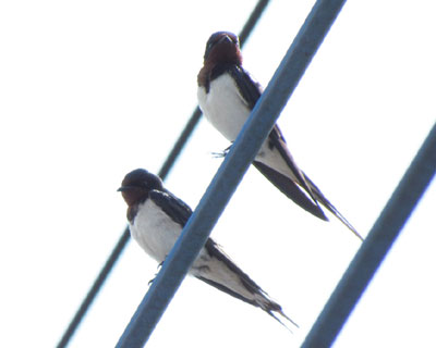 �c�o�����A���Ă���