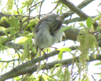 ���������y���Ȃ�炵��