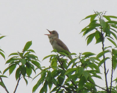 �����������Ŗ��܂����Ă��I�I���V�L��