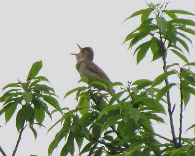 �����O���