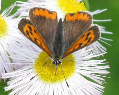 �G�p���`���[���|�C���g