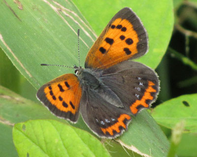 �x�j�V�W�~�͊G�ɕ`�����悤�ȃ`���E�`���^