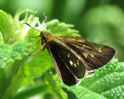 ���ڂ����ȃR�`���o�l�Z�Z��