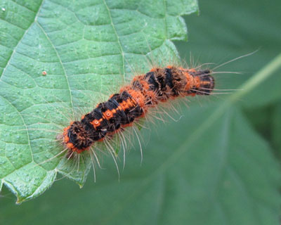 �����ς������h�N�K�̎q